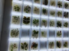 -广东中医药博物馆