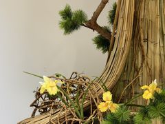 -上海鲜花港