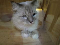 -滚猫咖啡·猫咖·猫友好撸猫(未来城店)