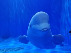 -多彩贵州城极地海洋世界