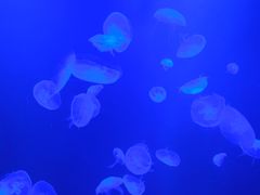 -暹罗海洋世界