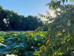 -莲池书院博物馆