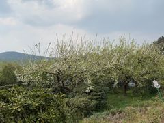 -名花谷生态庄园