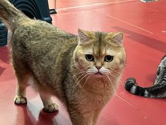 -和它·交个朋友·狗咖猫咖(爱琴海店)