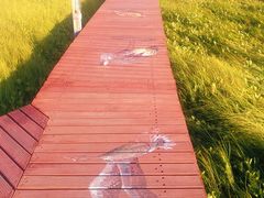 -塞罕坝国家级自然保护区