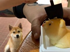 -柴犬高等学院·狗咖·柴犬售卖·宠物训练