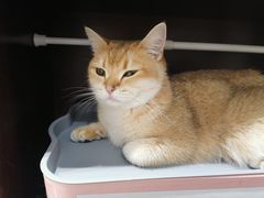 -逗柴咖啡屋·狗咖猫咖宠物桌游