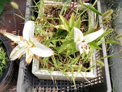 -素心斋素食餐厅