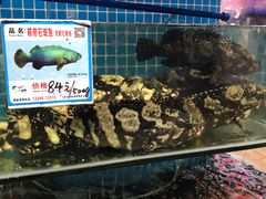 -范饭椰林川湘味海鲜·椰子鸡(三亚湾椰梦长廊店)