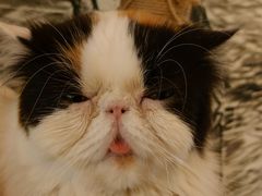 -猫小院猫主题餐厅(三里屯店)