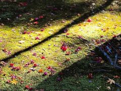 -西芳寺(苔寺)