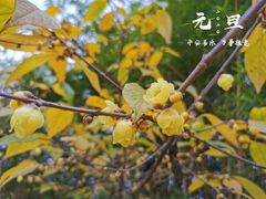 -铁山坪森林公园