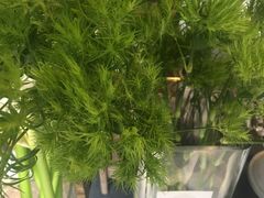 -龙大花卉苗木市场