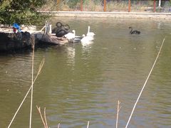 -新疆天山野生动物园