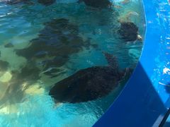 -北戴河圣蓝海洋公园