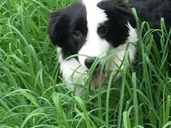 -多卡布奇宠物生活馆(上林世家店)