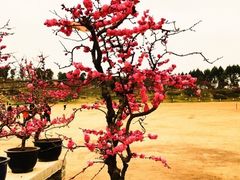 -秀丽东方