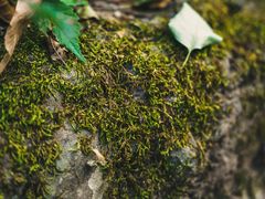 -云岫谷游猎自然风景区