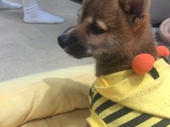 -逗柴咖啡屋·狗咖猫咖宠物桌游