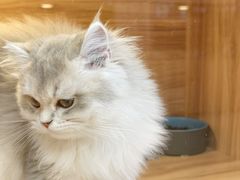 -猫十亿·布偶金渐层·曼基康矮脚猫舍(青年路店)
