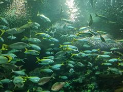 -上海海洋水族馆