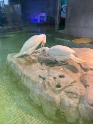 -七巧国萌宠乐园(龙湖天街店)