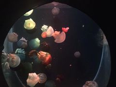 -大连圣亚海洋世界
