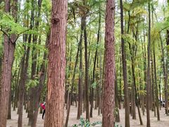 -上海共青森林公园