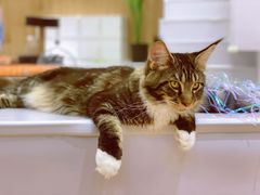 -COLOR PETS 撸猫馆·购猫·猫咖(长风大悦城店)