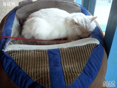 -Babycat私家御饼屋(龙头路一店)