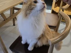 -豆逗聊愈猫阁Easy Life