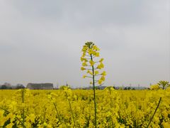 -中国天府农业博览园