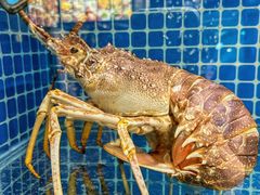 -肥福排档(星光店)