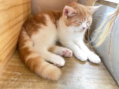 -Let's go狗咖·猫咖·奶狗·桌游(春熙路IFS店)