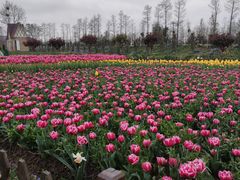 -荷兰花海