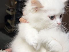 -欣宠猫屋·矮脚拿破仑·蓝金金渐层