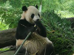 -都江堰中华大熊猫苑