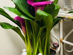 -龙大花卉苗木市场