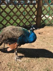 -萌宠亲子动物乐园(槐房万达店)