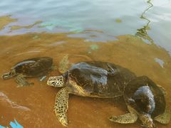 -北戴河圣蓝海洋公园