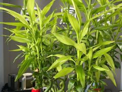 -田凤波推拿.按摩养生(幸福店)