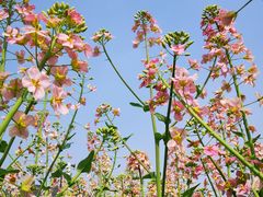 -中国天府农业博览园