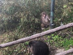 -峨眉山风景名胜区