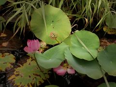 -羊亭河湿地公园