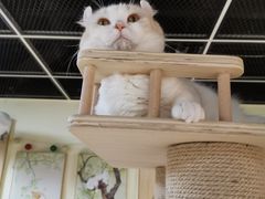 -猫和宫(六道口店)
