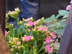 -了凡国风主题茶馆·咖啡(武侯祠锦里店)