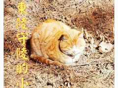-清东陵