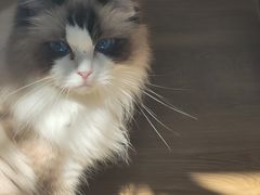 -滚猫咖啡·猫咖·猫友好撸猫(未来城店)