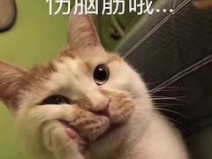 -猫咪博物馆(顶澳仔猫街店)