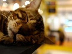 豹猫　困告告了-东浩兰生上海世博展览馆